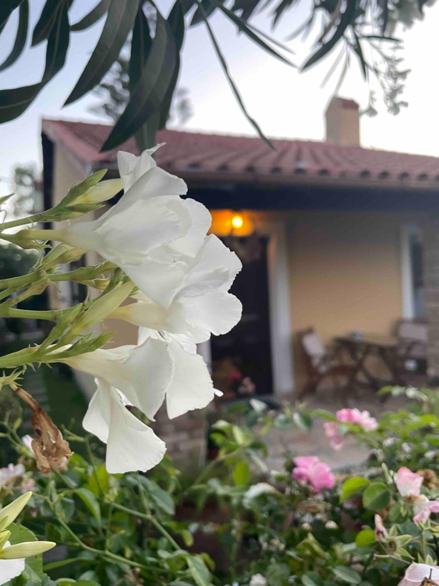 Villa Tina Country Beach Apartments Acharavi  Phòng bức ảnh